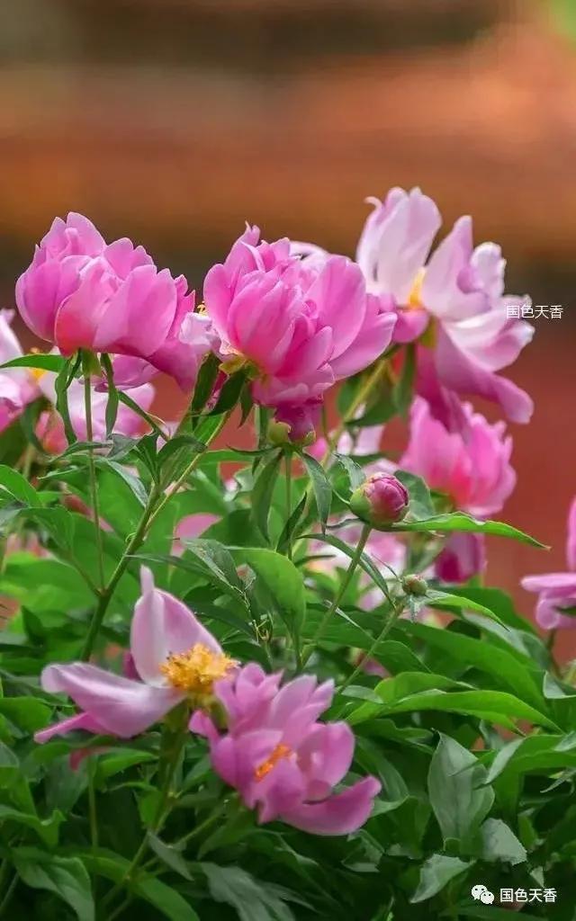 春去夏来 财运火红