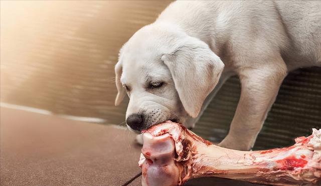 8 Best Dog Foods for French Bulldogs with NO Fillers - Raw Dog Food Benefits And Drawbacks