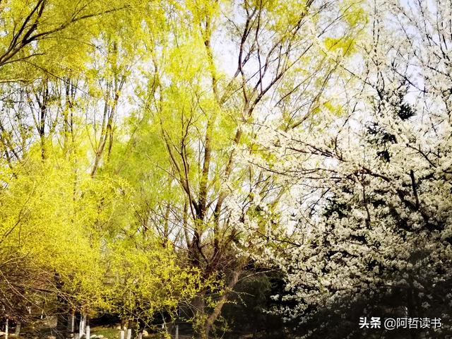 花香习习，垂柳依依，一花一世界，一树一菩提，淡妆浓抹总相宜