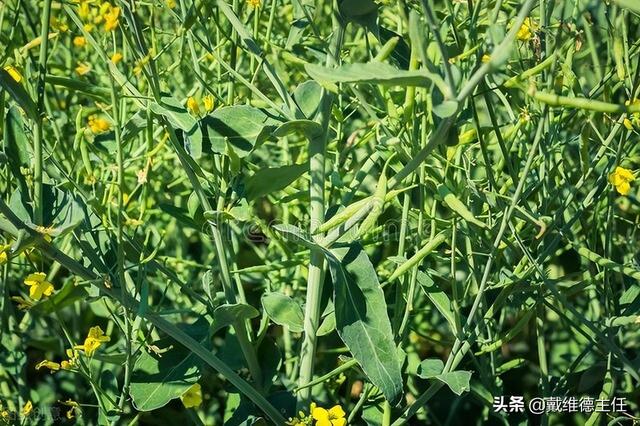 吃冬瓜有助于消散甲状腺结节?常吃5种食物，甲状腺会给你“惊喜”