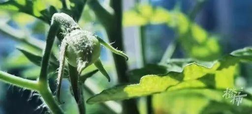 你在家种花种菜，这两位“卖土”做成大生意，公司估值10亿