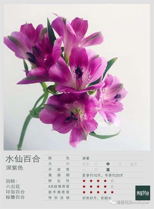 深紫色水仙百合 精灵的紫色 全网搜