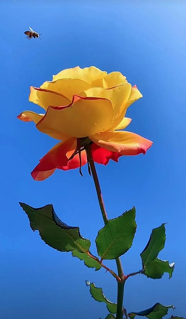 一夜牡丹开，春风满地裁。谁知花有意，独占自然来