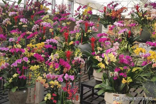 盘点一下“年宵花卉市场”价格“最贵”的6款盆栽花卉
