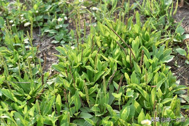 野菜有哪些 野菜有哪些（能吃的野菜有哪些） 生活