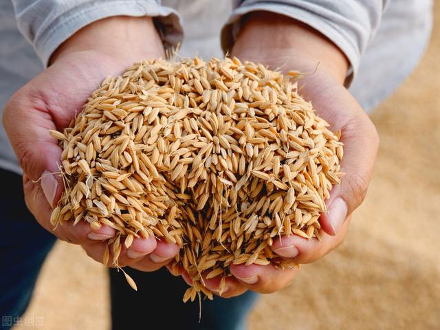 太突然，玉米价格要急转直下？陈化稻谷重新卖拍，5月18日粮价