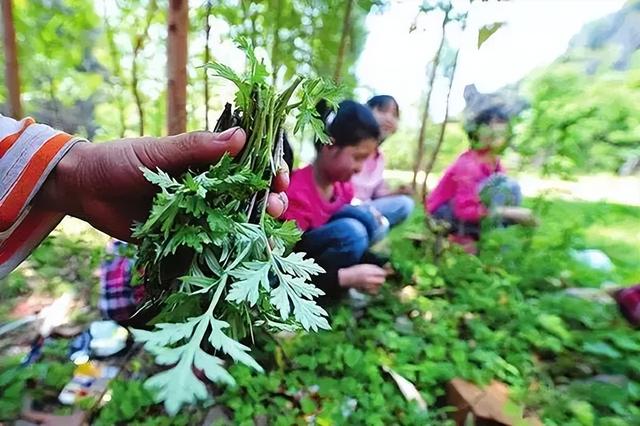 郑州野菜采摘地图出炉！香椿、荠荠菜...挖野菜全攻略，还不赶紧收藏