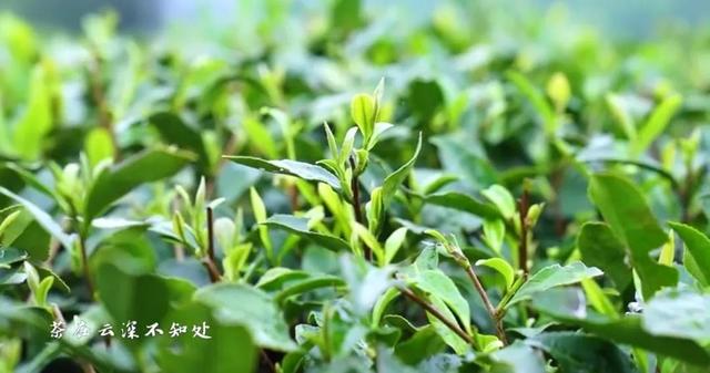 谷雨前的芽芽叶叶