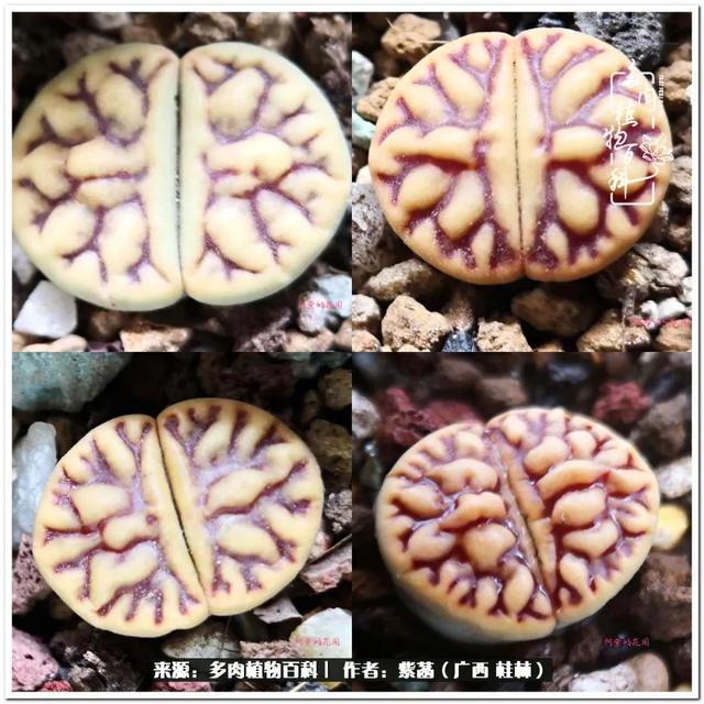大型制砂机给力富贵机械