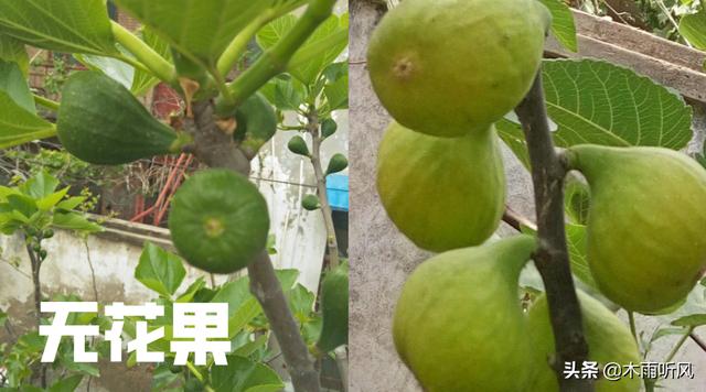 无花果怎样育苗成活率高？掌握5个小方法，手把手教你怎么育苗