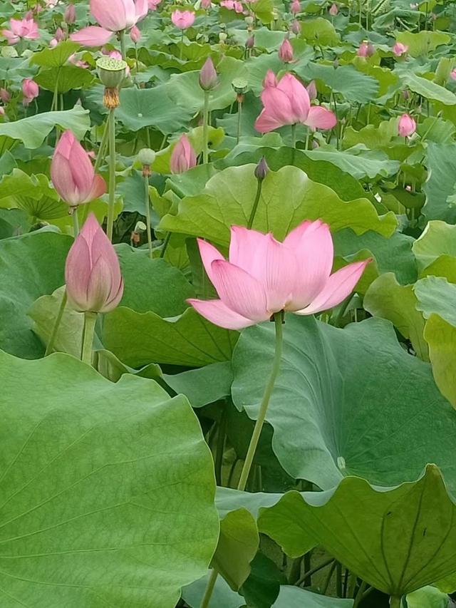 二胎宝妈离职成全职的心境应该是怎样的，怎么调整？