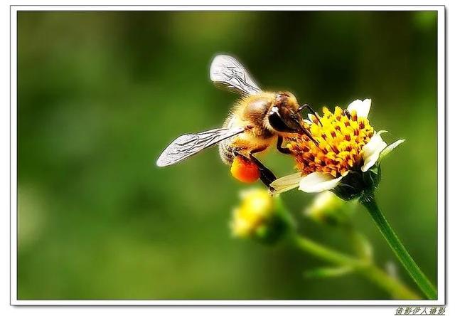 回顾春天百花争艳、招蜂引蝶图片大赏