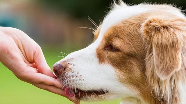 狗狗的嘴巴怎麼清洗(狗狗舔你嘴巴會生病嗎)-艾拉養犬