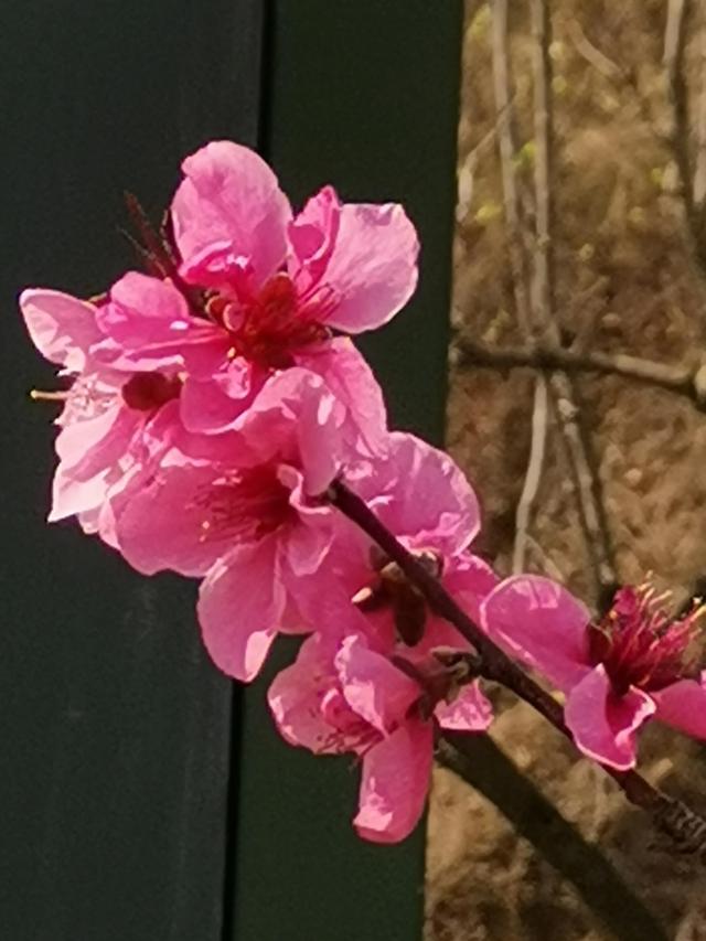 在这桃花朵朵开的季节，多少人迷恋在春光的快乐……全