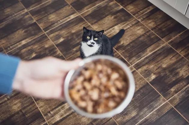 猫咪只吃猫粮什么也不吃怎么办（别再这样喂食猫咪了）(2)