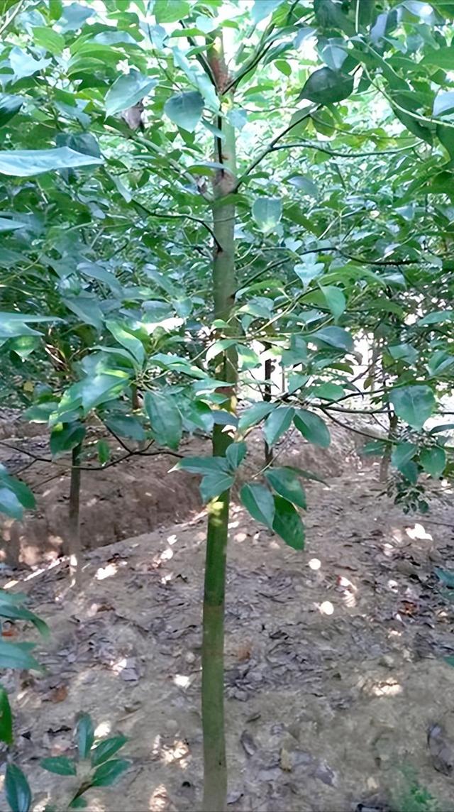 龙脑樟树种植数量急剧上升,价格逐步下降成为趋势,种植龙脑樟树有风险