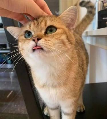 你,而且你多去摸摸猫咪还能增进与猫咪之间的感情噢~在猫咪的世界里