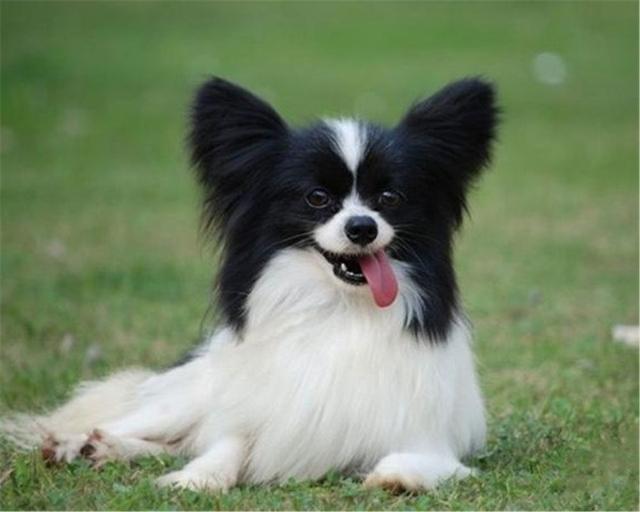 蝴蝶犬价格
