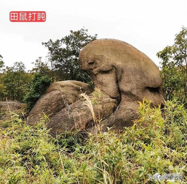 大羅山有處二師兄奇石，惟妙惟肖，你可找到過？
