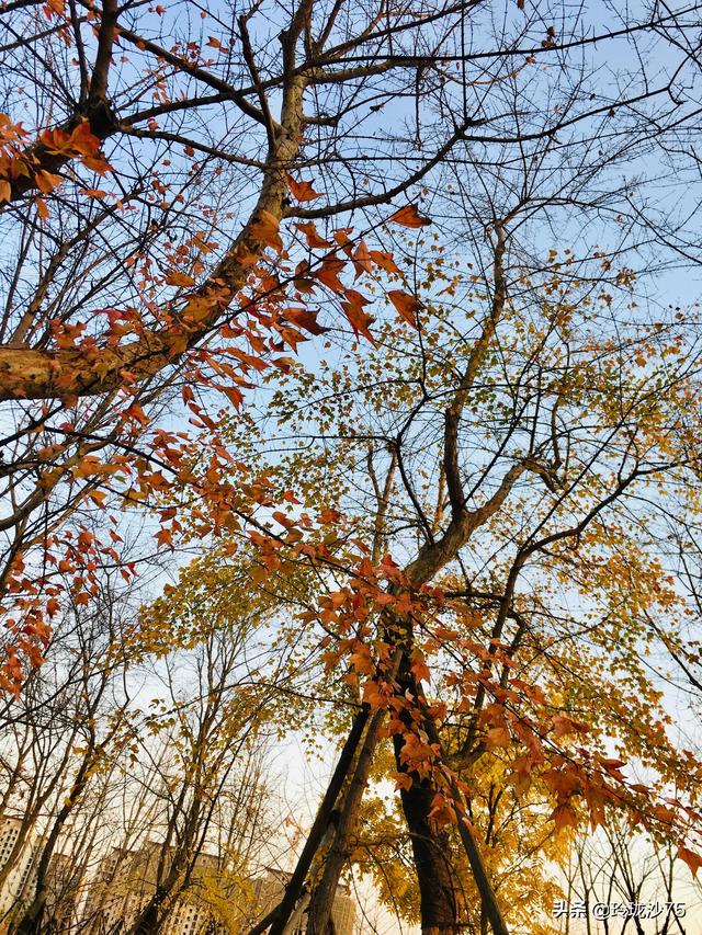 長沙唯一擁有戶外足球場的公園，更有大片水杉美景等你來