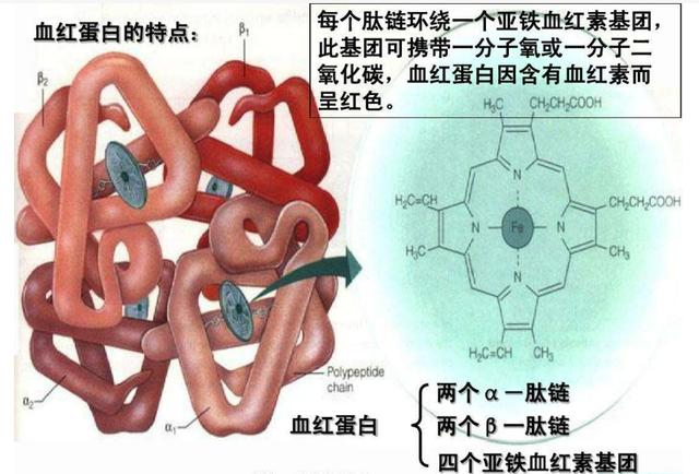 冰鱼