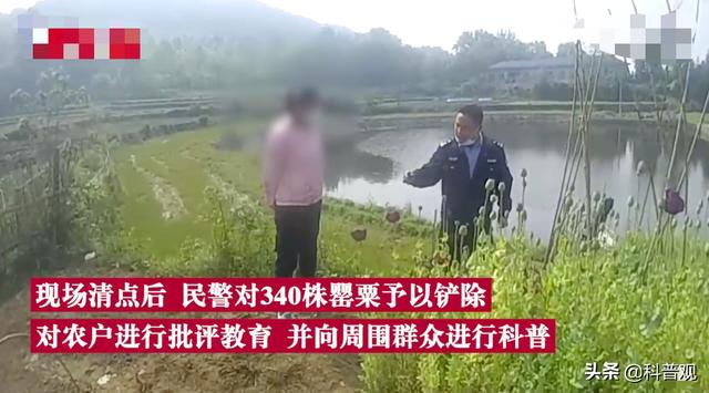 屡次发生！村民种罂粟近千株，炒菜当味精放，殊不知已经犯法