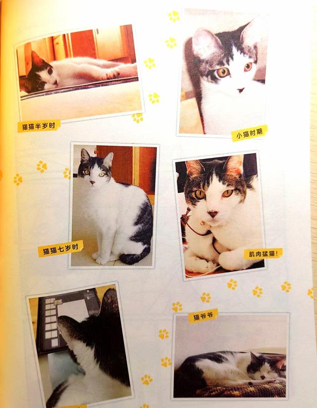 《我的猫，十二岁》世间最长情的告白，它陪你长大，你陪它变老