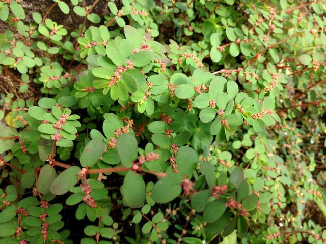 地锦草的功效与作用