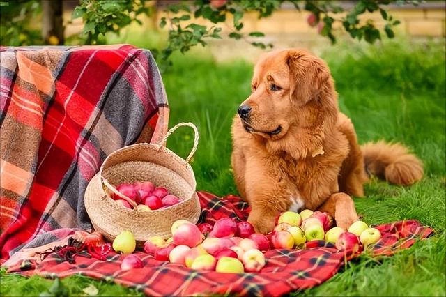 《狗狗只能吃犬粮？你错了，这几样食物也能吃》