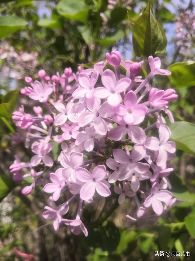 千千结里，暮春意徜徉，紫气更芬芳，丁香粉黛满城香