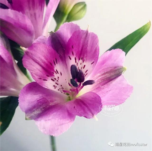 深紫色水仙百合 精灵的紫色 全网搜