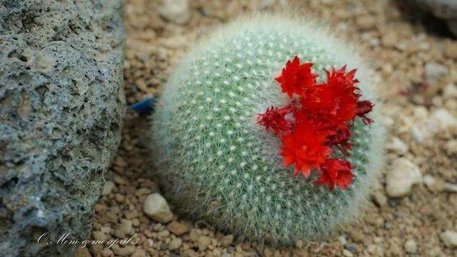 美花欣赏：仙人球开花，美不胜收