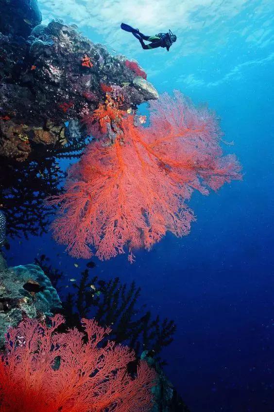 海洋生物图片