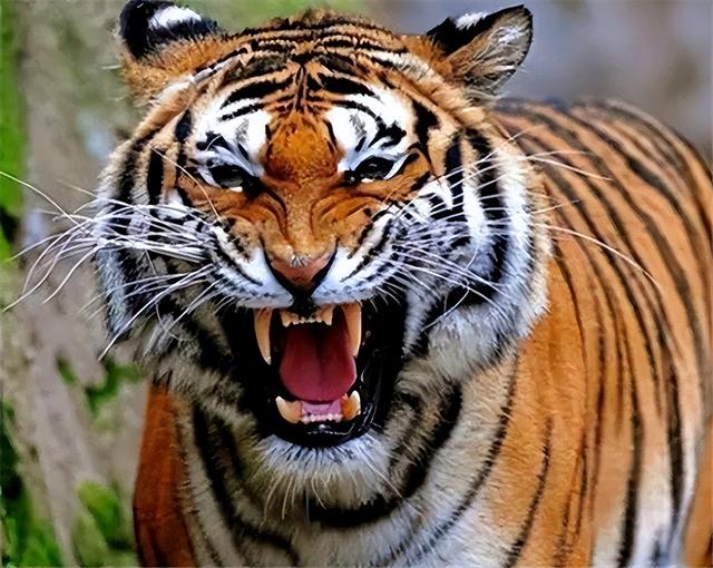 孟加拉虎最凶残,它们号称是所有老虎中最凶狠的