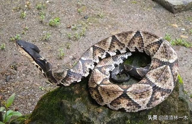 蛇鸟大战！蛇被鸟打得屁滚尿流，蛇是鸟的天敌，鸟为什么能赢？