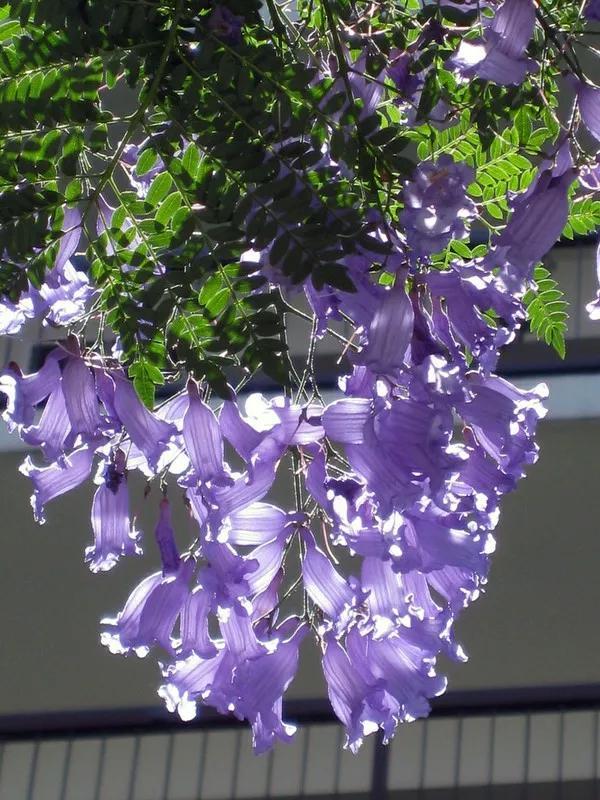 藍花楹，藍色花朵，遮天蔽日，令人震撼，但就是怕冷啊