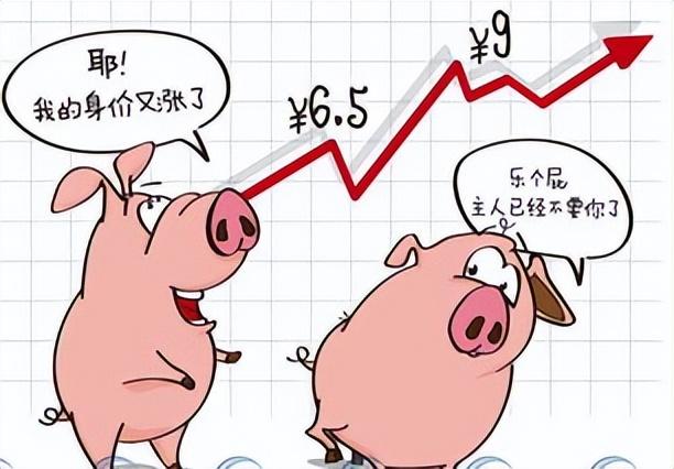 粗暴！4月22日，猪价“冲8”！生猪、猪肉会大涨吗？看专家咋说