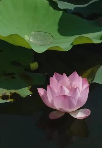 立夏：落絮蒙蒙立夏天，楼前槐树影初圆