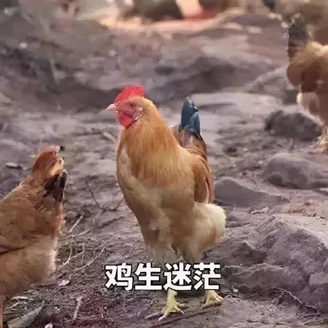 沒有一只雞，在雲南不做噩夢