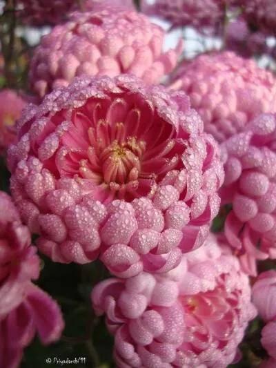 鲜花盛开，江山如画，万紫千红，美轮美奂，美不胜收的大丽花