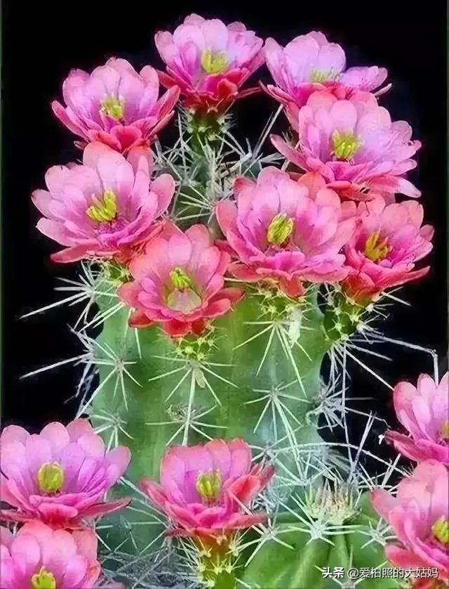 笑看花开，静赏花落