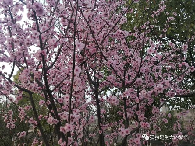 生命是一树一树的花开