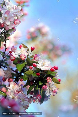 4月24日 疫情里世界在变，但海棠依旧，我心中的愤怒也在慢慢消散