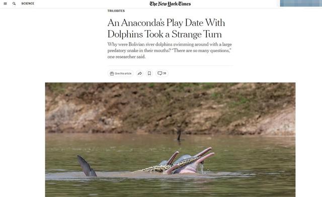 海豚能做什么(海豚有哪些实用功能)