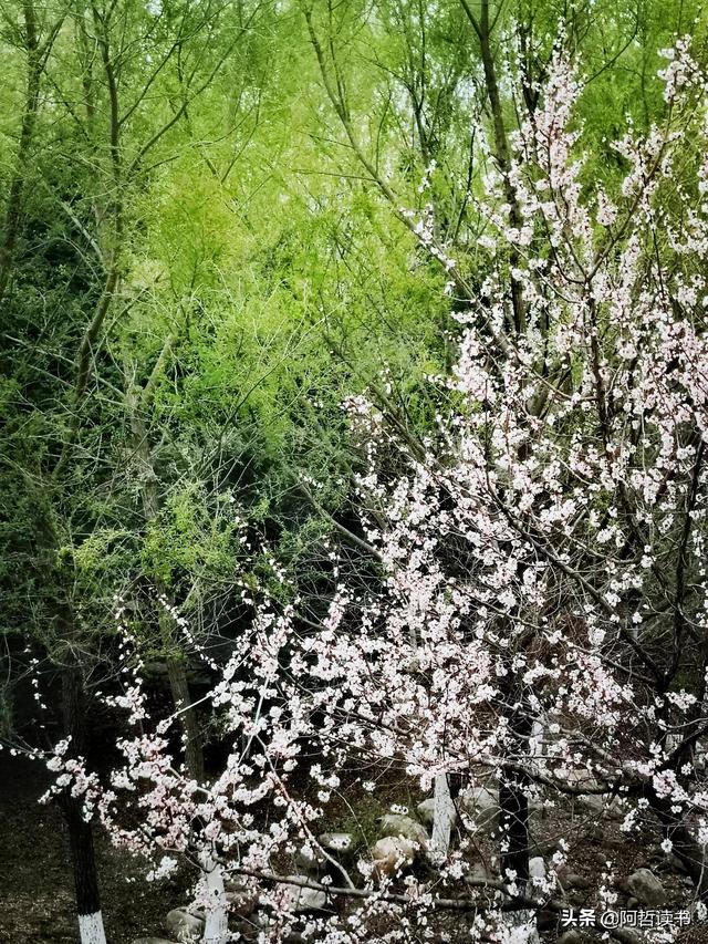 花香习习，垂柳依依，一花一世界，一树一菩提，淡妆浓抹总相宜