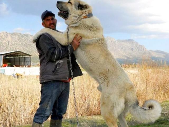 demo 坎高犬（坎高犬vs各种猛犬） 动物