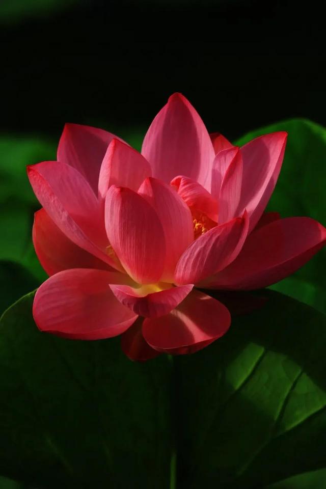 鲜艳夺目的花朵，美了眼，醉了心，忘掉了烦恼