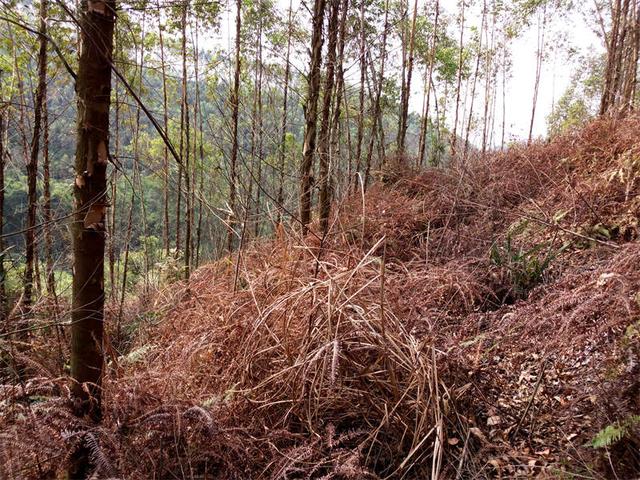 关于桉树林地除草，把该知道的学习给列出来啦5