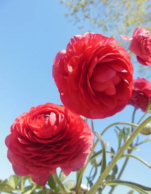 美丽的鲜花，姹紫嫣红，令人心情大好