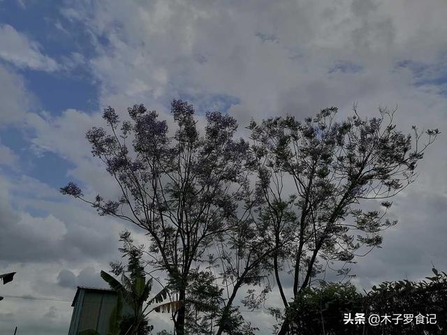 立夏快到，这种野花味道不错，嫩叶采来做茶做水饺，鲜香可口